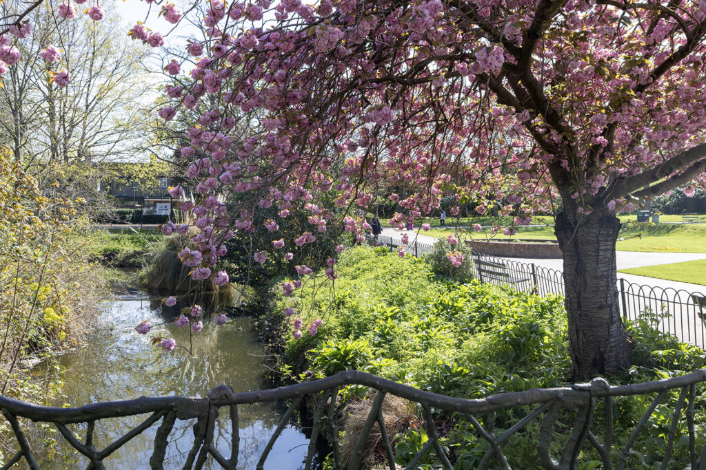 Lloyd Park Walthamstow. A giant cherry tree in blossom next to the park's pond.