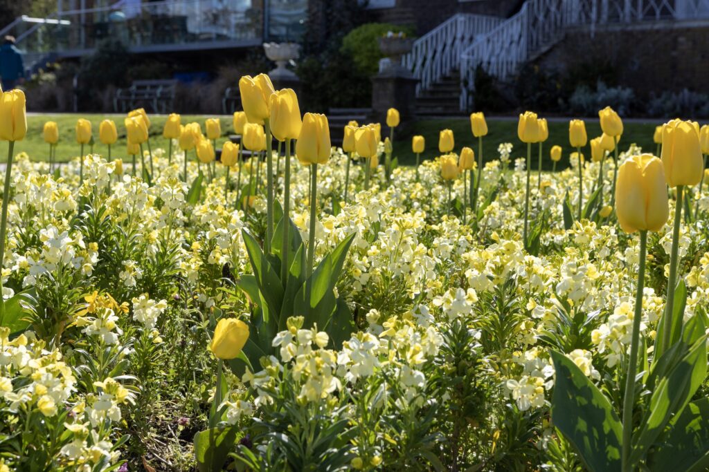 Daffodils and spring flowers in the William Morris Gallery garden to the rear of the building.