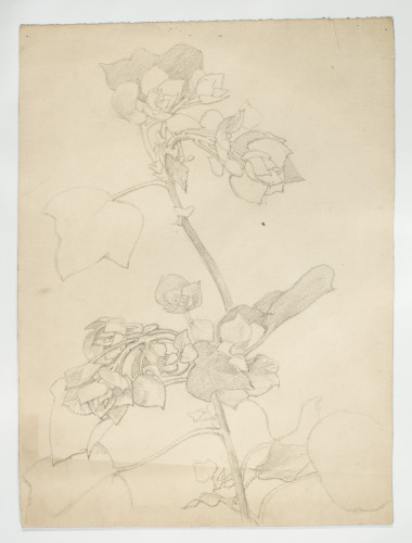 Study of flowers