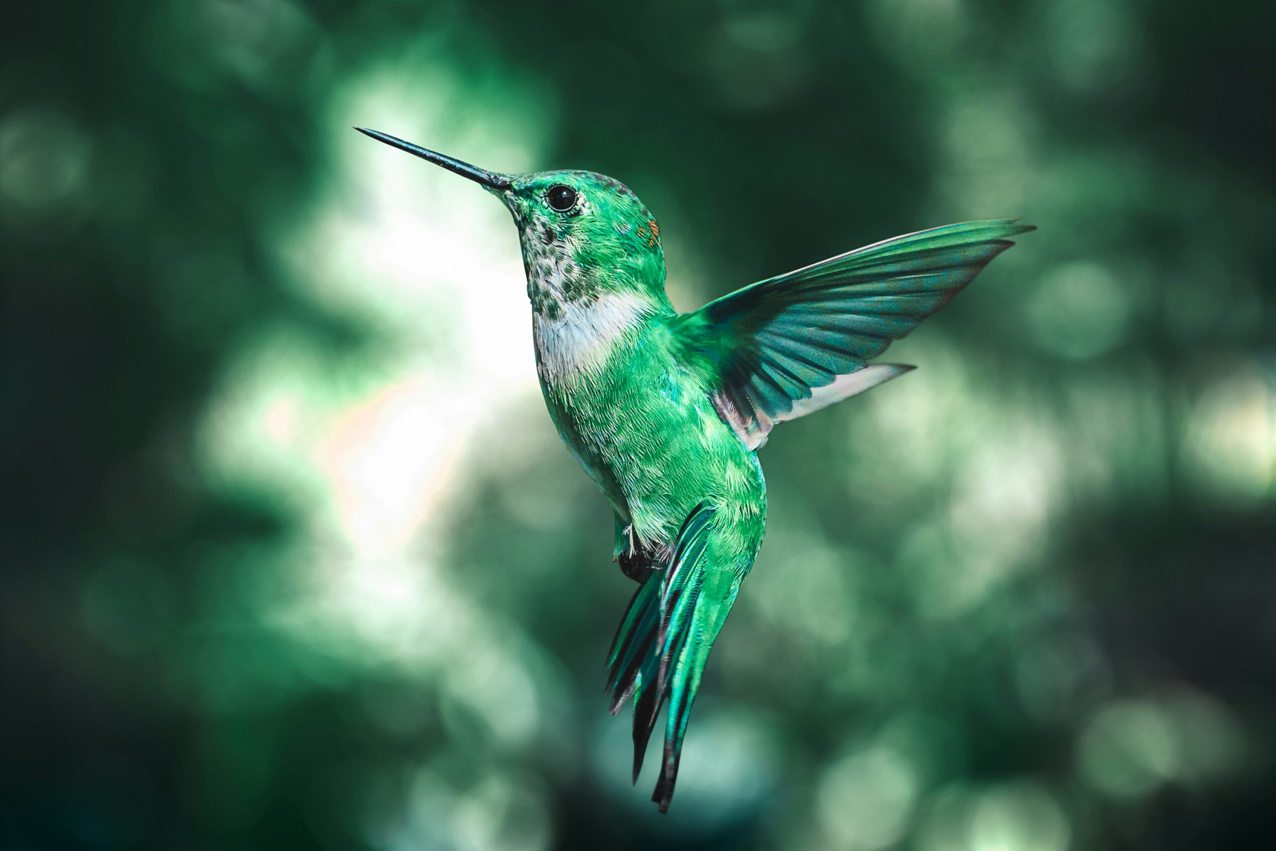 A hummingbird in flight